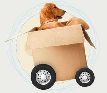 pet relocation-dog-in-box